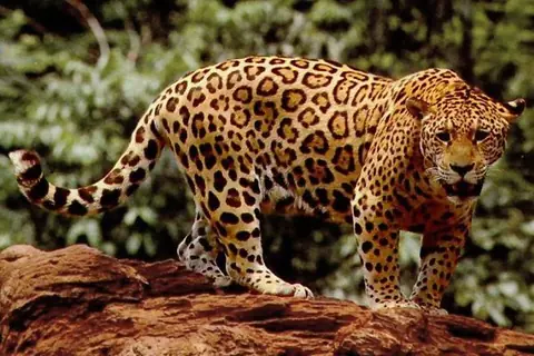 Onça-pintada